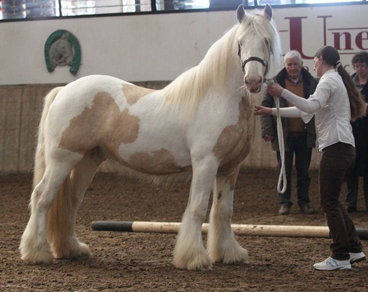 Masja Mooren Rijvers - Buckskin Tobiano Gypsy Cob Stallion